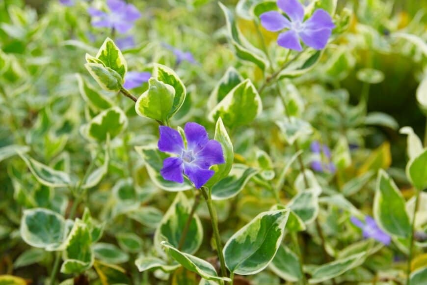 青紫色の花を咲かせている、ツルニチニチソウ。葉の縁には白い斑が入っている