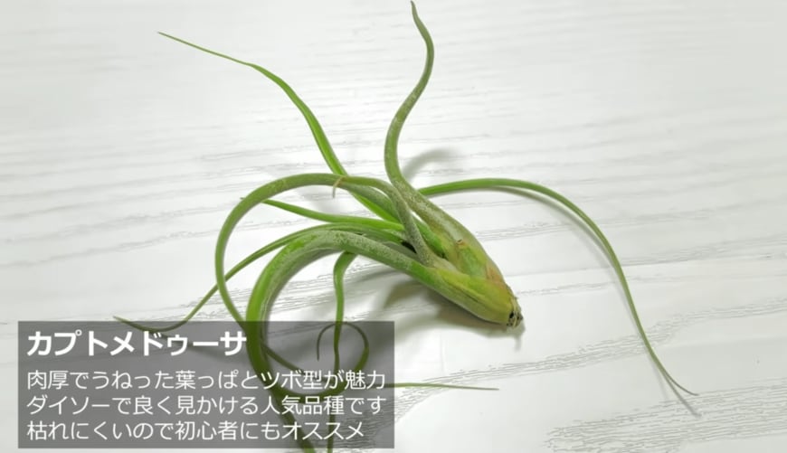 葉のうねりが特徴的なカプトメドゥーサ