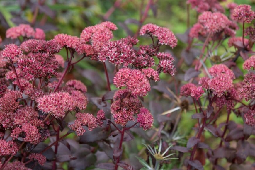 セダムの赤い花