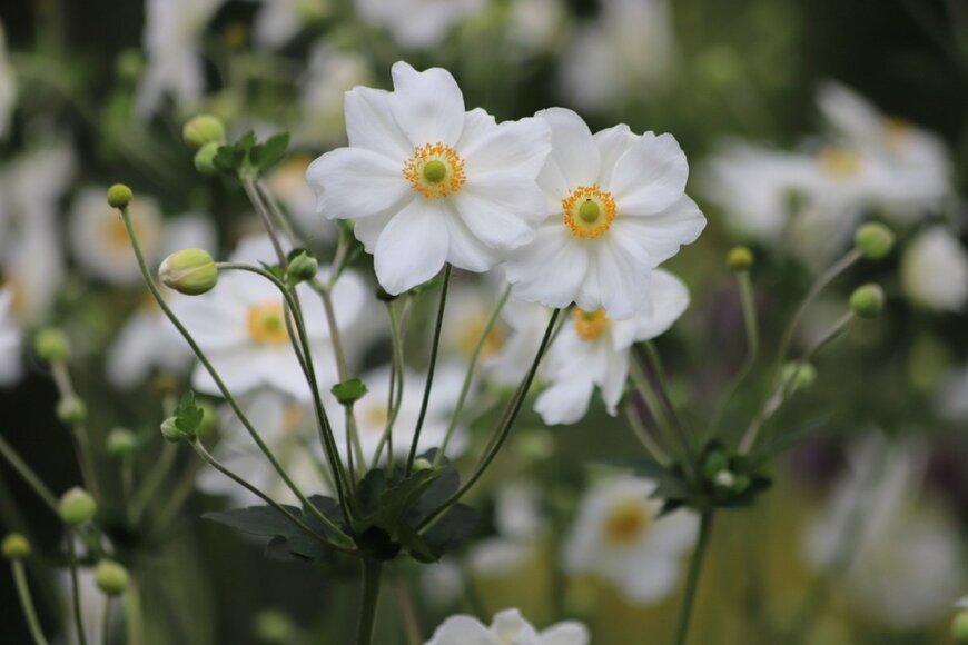 白いシュウメイギク