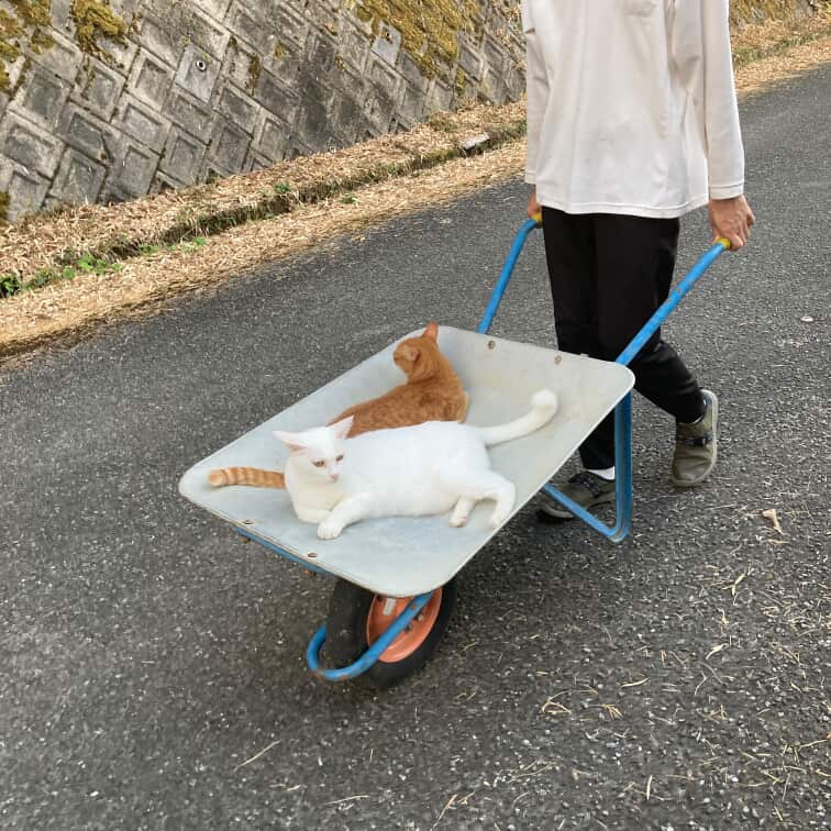 一輪車（ネコ車）に乗る猫ちゃん