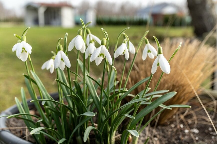白い花を咲かせている、スノードロップ
