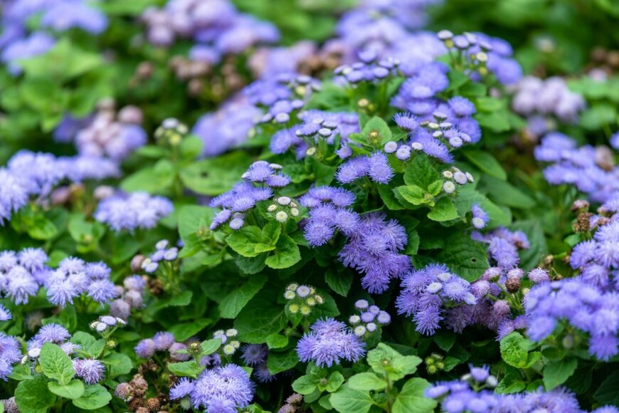 アゲラタムの花。色は紫。