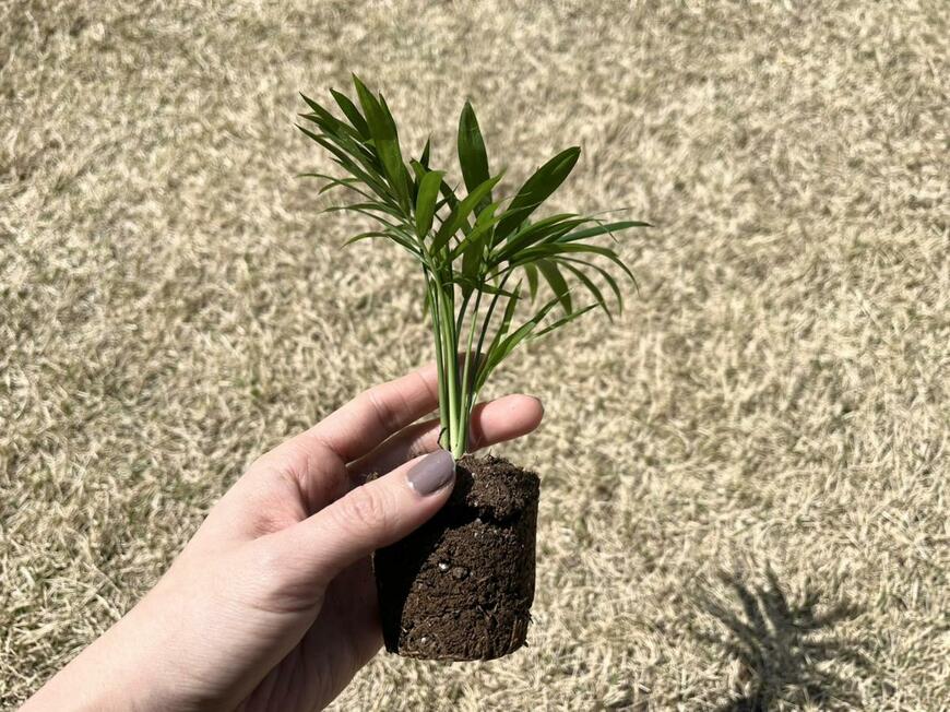 キャンドゥ「MINI Plants」