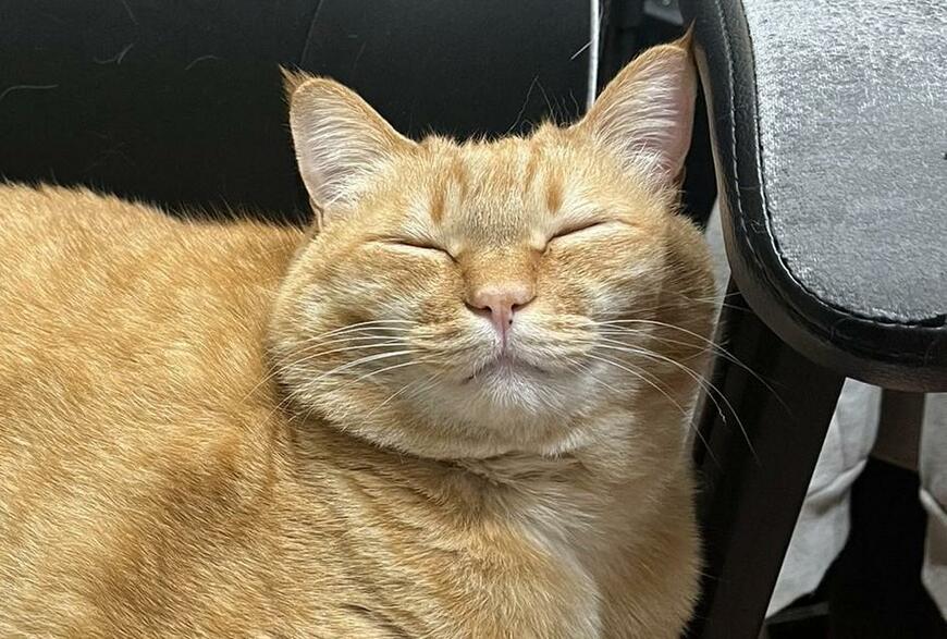 イスを占領する猫