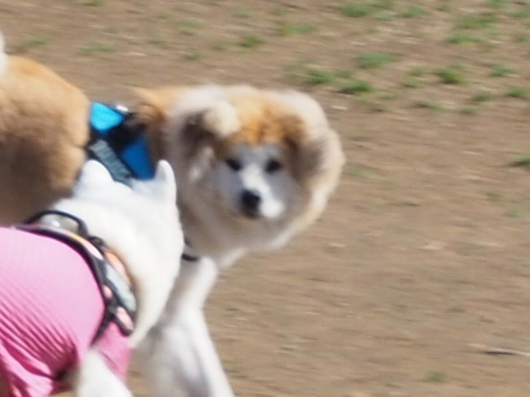 サモエドと一緒に遊ぶ秋田犬