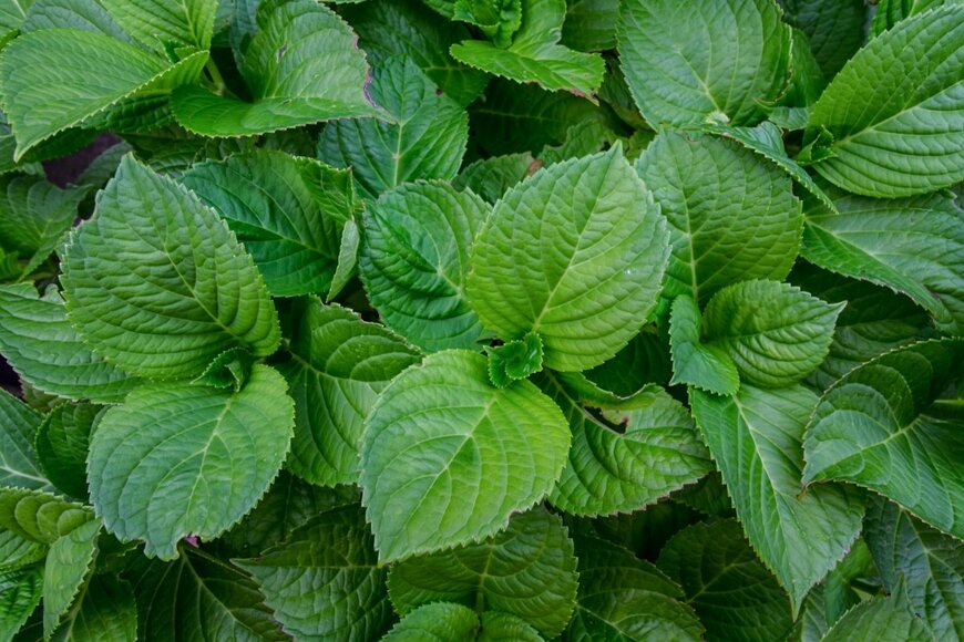 アジサイの葉。色は緑