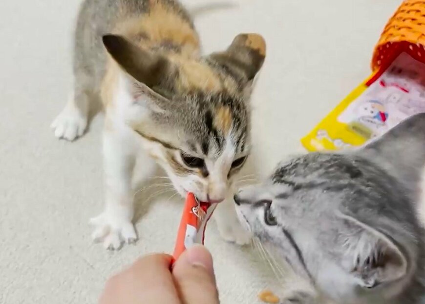 おやつを奪う猫