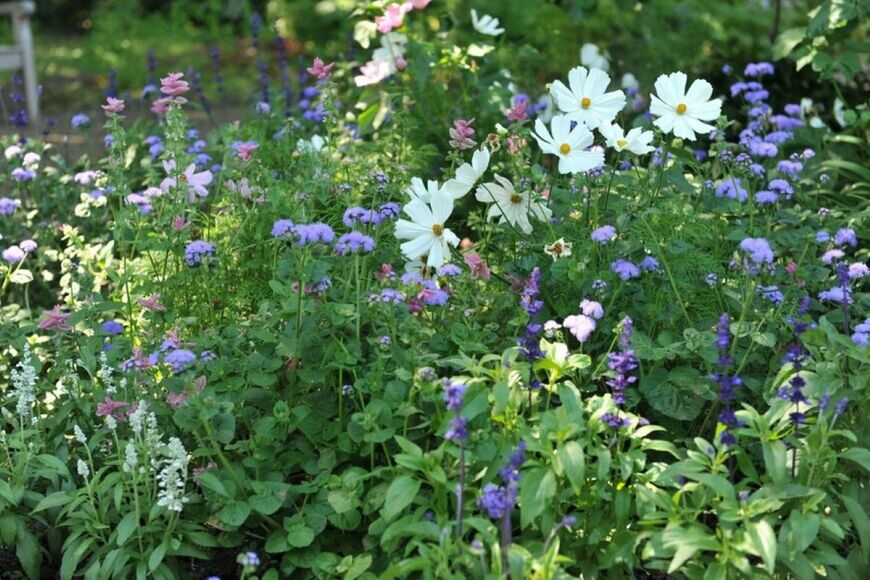 庭に花が咲いている。色は白や紫など。ナチュラルガーデン。