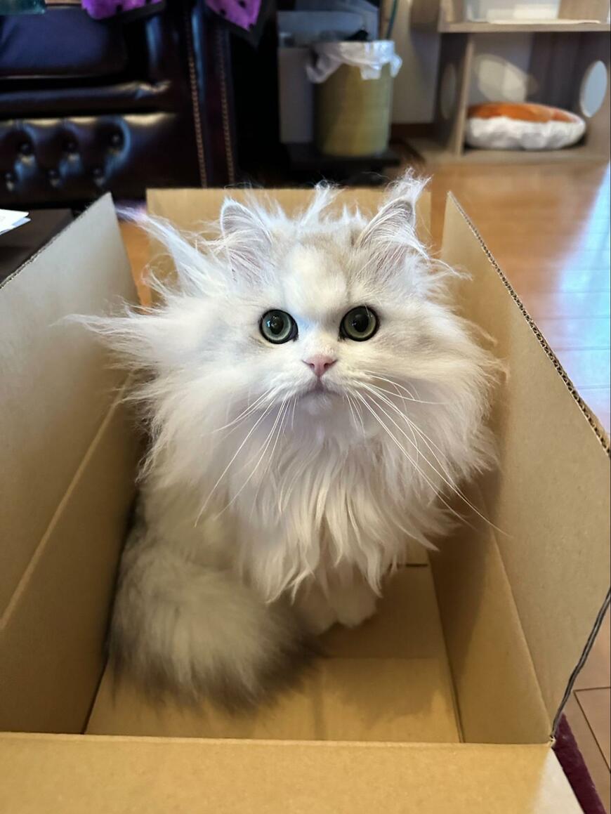 ミヌエットの猫