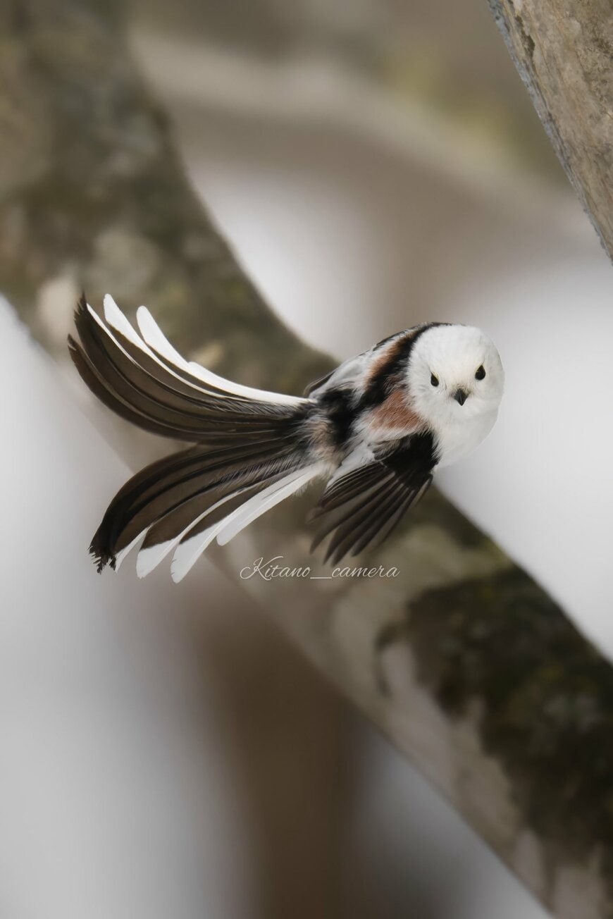 尾羽を広げるシマエナガ