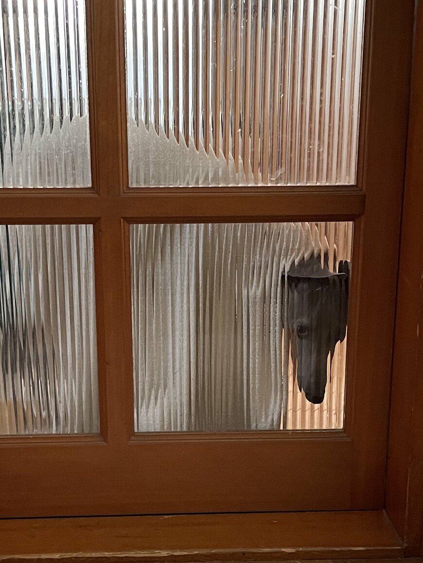 寝ていたはずの犬の姿