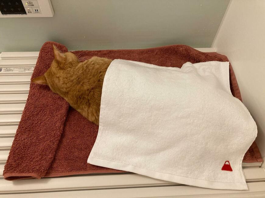 ぐっすり眠る猫