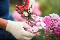 【ガーデニングスケジュール6月】庭のお手入れ＆梅雨時期に咲く花5選