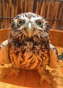 【夏を先取りするフクロウ】桶での水浴びが気持ち良すぎてうっとりする様子が「めっちゃかわいい」と話題に