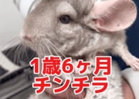 目を痒がるチンチラが動物病院へ→青い光を当てる精密検査で判明した症状に「早く治りますように」の声