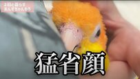 【猛省するインコ】自分のせいでママがまさかの流血...！反省が止まらないインコが愛おしい！