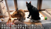 朝のパトロールが忙しい黒猫ちゃん　同居犬のボディガードもこなす姿が話題に