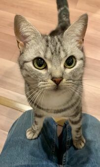 膝に乗って見つめてくる猫　あまりに愛おしい「訴え」に7000件のいいね