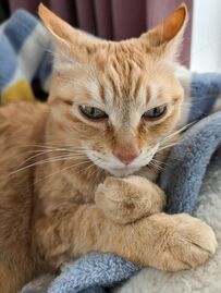【考える猫】何かを一生懸命に考えている…？賢そうな顔つきがたまらない！