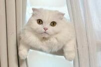 「愛用のハンモック」を洗濯した結果　猫の様子が可哀想なのに「どこか可愛い」と話題