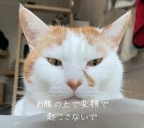 「まいりました」飼い主が起きると『変顔』で待っていた猫　思わず二度見したくなる表情に注目