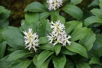 シェードガーデンの雑草対策に《日陰に強い常緑多年草3選》カワイイ花を咲かせるグランドカバープランツ