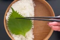 【デパ地下のお弁当のよう】塩鯖が主役の「華やかで美しいお弁当」　思わず見とれてしまう一品が話題