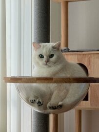 「まるでお餅」寝ている猫を捉えた衝撃の写真が話題！普段とのギャップに思わず二度見
