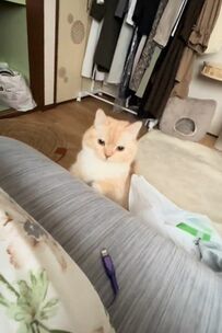 「仕事行きたくない…」出勤前にお布団に潜り込む猫　甘えた姿に「かわいすぎる」の声続出