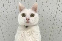 【覚悟が決まっている】あまりにも人間っぽい猫が話題　迫真の表情に「気合い入ってるね」