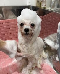 【ワンちゃんのビフォーアフター】可愛いマルチーズ犬の女の子がトリミングで大変身！シャンプーしてもらう様子にホッコリ