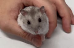 【動物病院】ほっぺが腫れたハムスター→獣医の診断は…レントゲンや注射を頑張る姿に感動「元気になってよかった！」「診察中もめちゃくちゃ可愛い」