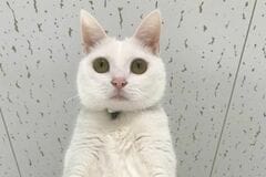 【覚悟が決まっている】あまりにも人間っぽい猫が話題　迫真の表情に「気合い入ってるね」