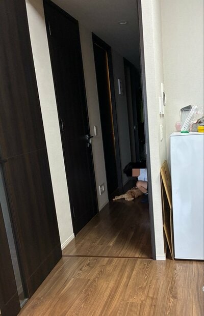 「ネコトラップ」に引っかかってます