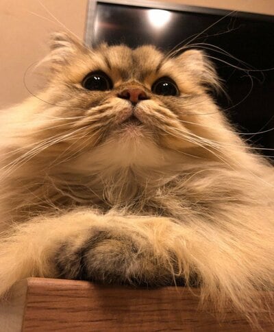 「今日はオヤツの日」期待の眼差しを向けているようなパピコくん