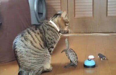 クールな小雪ちゃんとアピールしすぎてついに2本足で立つ軍曹くん