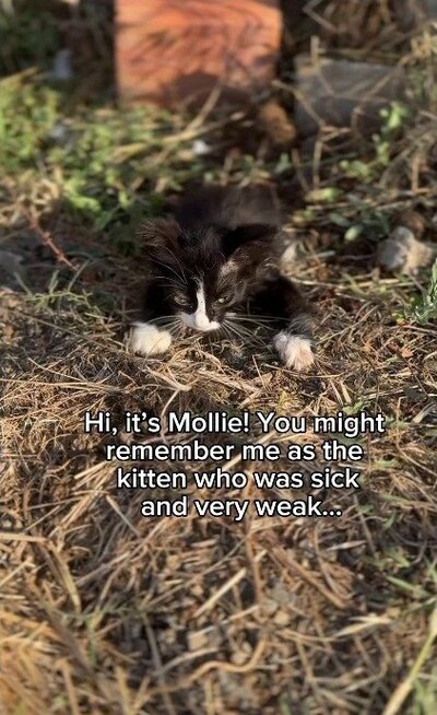 保護された当時、草の上で弱っていた子猫のモリー