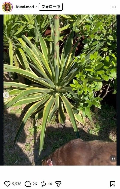 森泉のInstagram投稿