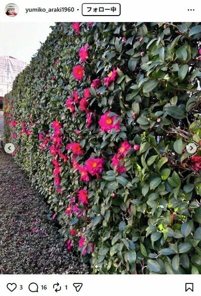 荒木由美子のInstagram投稿