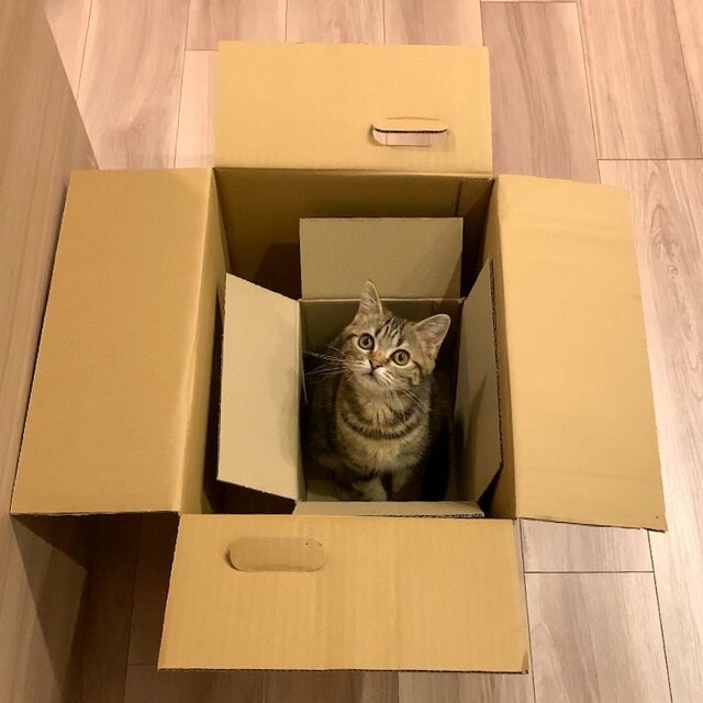 段ボールに入った猫を連れ出し、戻った結果…「エンドレス猫さん」がかわいすぎる
