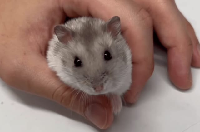 【動物病院】ほっぺが腫れたハムスター→獣医の診断は…レントゲンや注射を頑張る姿に感動「元気になってよかった！」「診察中もめちゃくちゃ可愛い」