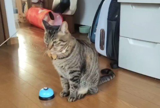 【頑張れ】猫にベルの鳴らし方を教わった亀、まさかの鳴らし方に笑ってしまう