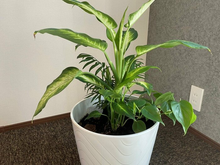 次に、寄せ植えにチャレンジしてみました