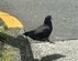 道端でぴょーんとジャンプする鳩を撮影　珍しい瞬間をとらえた姿に「あまりにも鳩サブレ」「本当にかわいい」