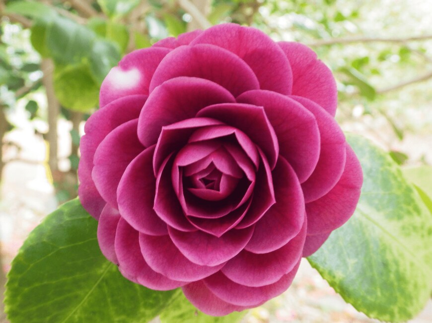 画像出所：西武造園株式会社