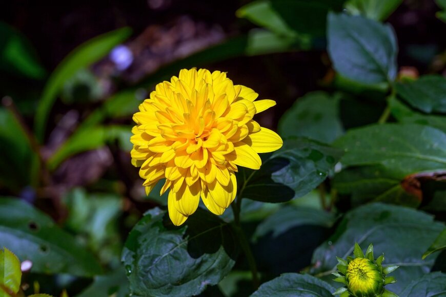 PAUL ATKINSON/shutterstock.com