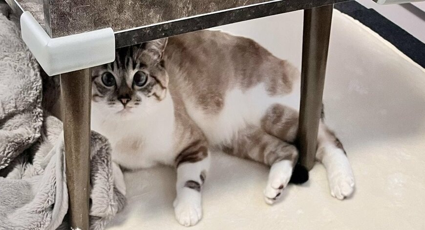 出所：@89maro_neko