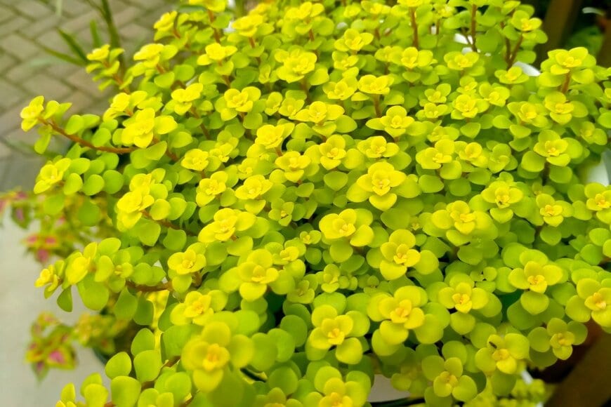 Wienz Abud/shutterstock.com