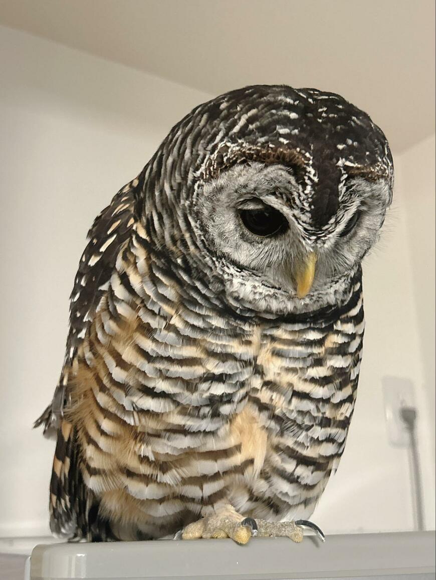 出所：@kanata_akas